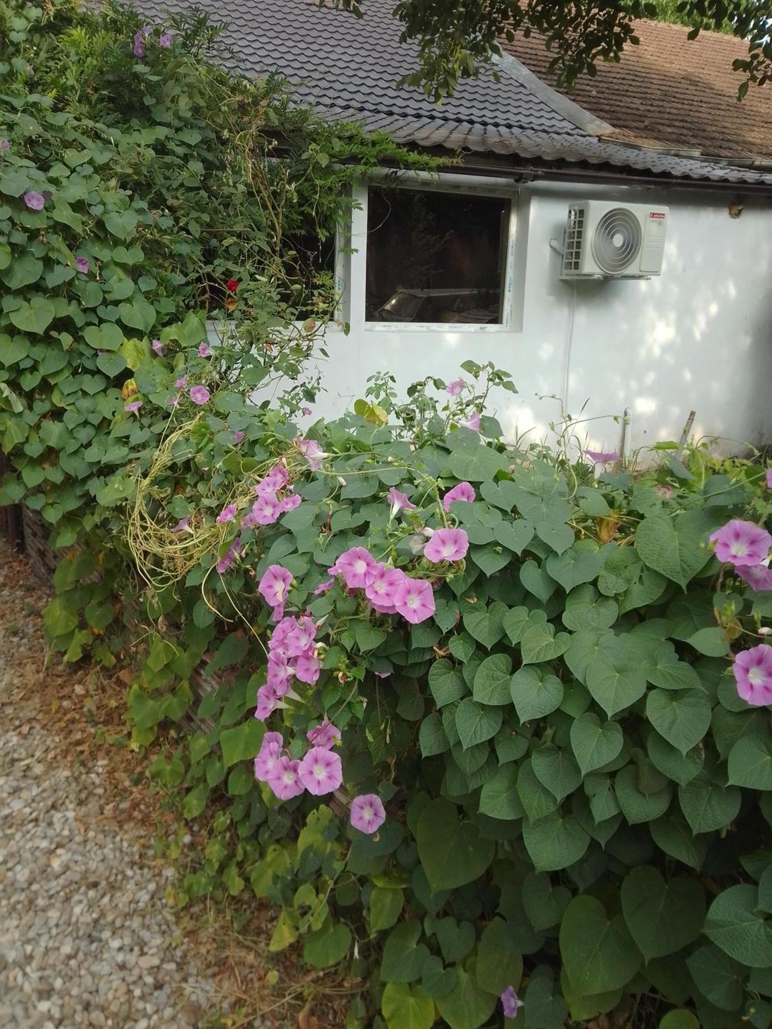 Giurgiu Casa Mocanu מראה חיצוני תמונה
