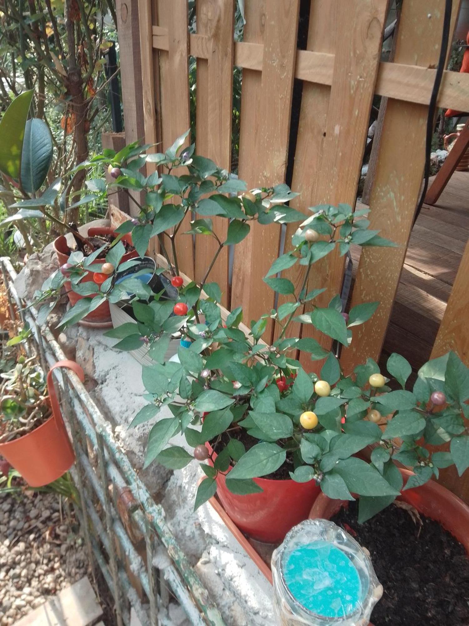 Giurgiu Casa Mocanu מראה חיצוני תמונה