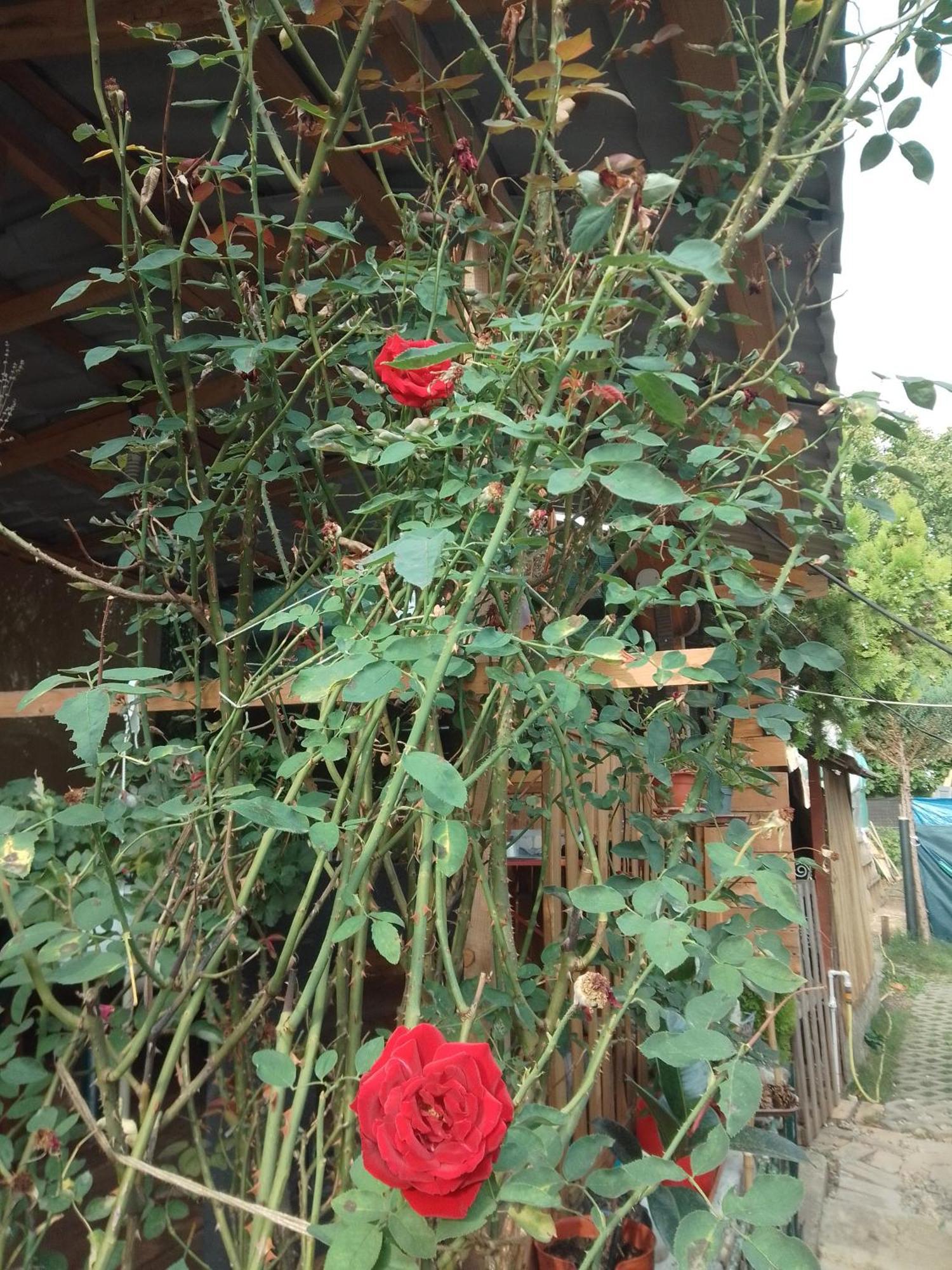 Giurgiu Casa Mocanu מראה חיצוני תמונה